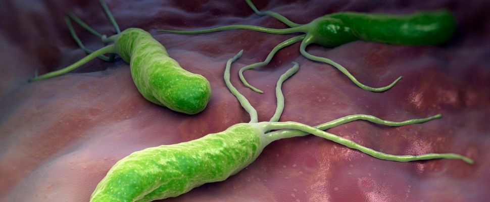 бактерия Helicobacter pylori