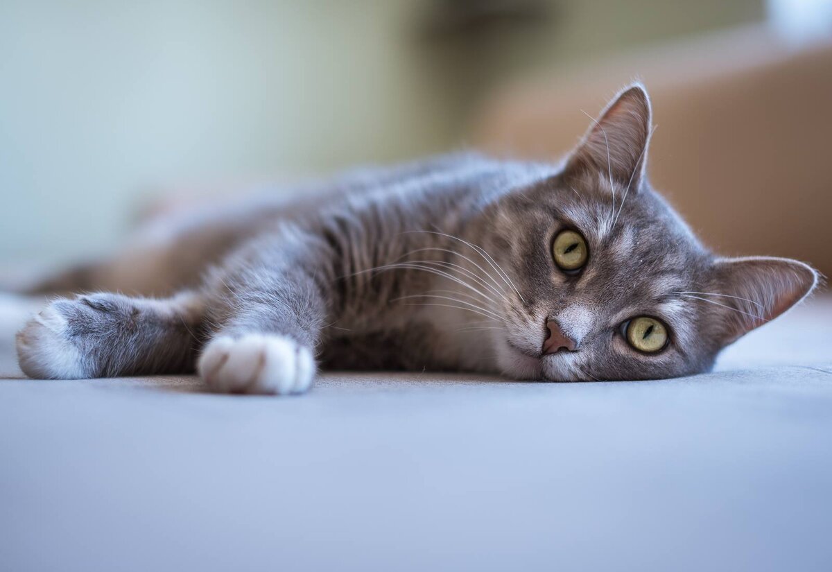 Коты  - животные исключительные. Надеюсь, никто не будет спорить. Мало того,  что эти зверюги умеют делать инфантильное личико и имитировать  младенческий голос, причем так они делают только для человека, между  собой они общаются совершенно иначе. 