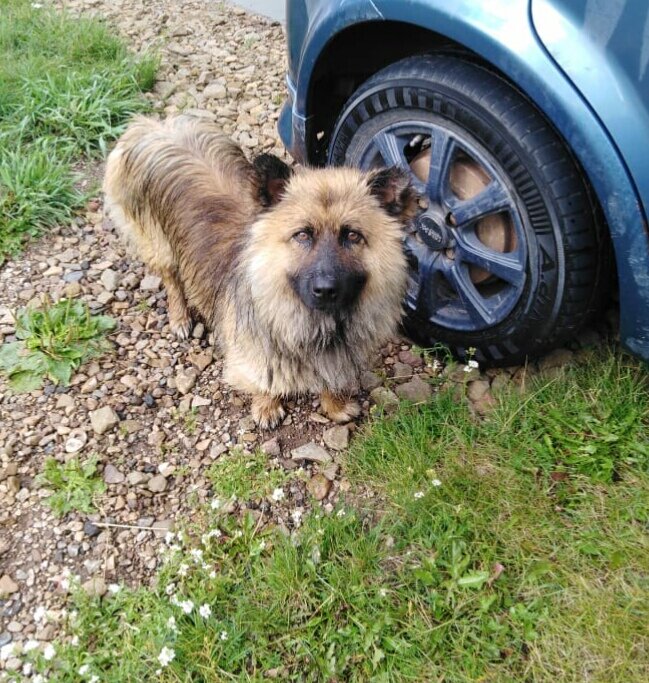 Заглядывая чёрными бусинками в глаза, лохматый песик Гера бежал рядом