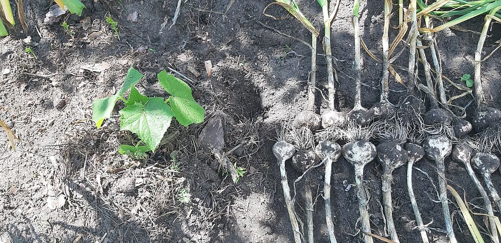 урожай чеснока и огурец