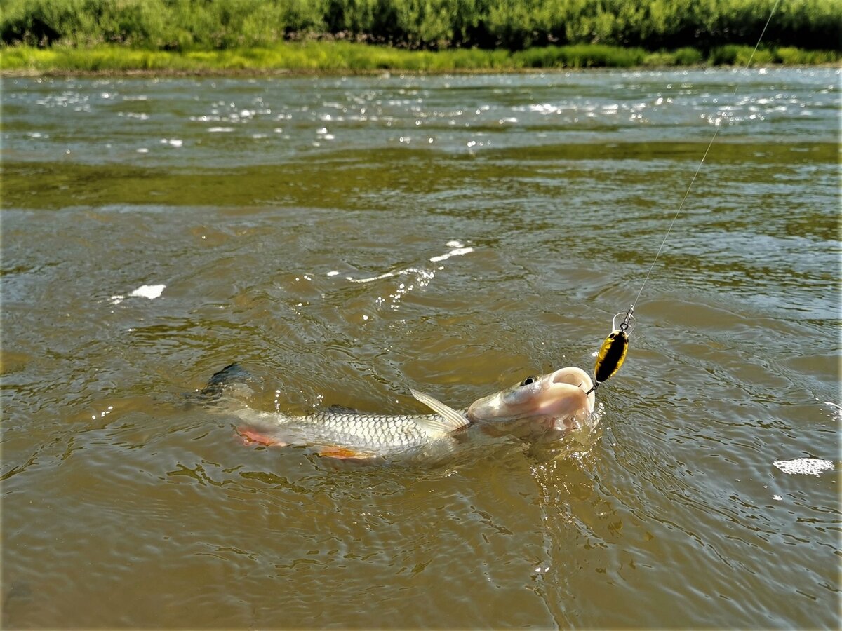 рыбалка москва река