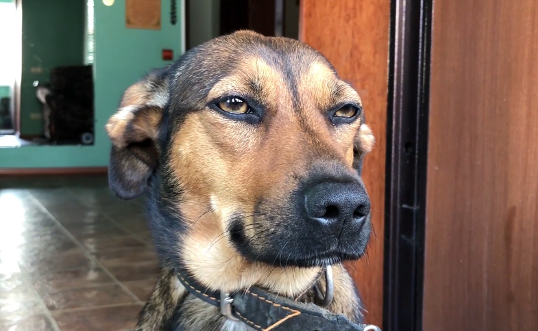 Давайте познакомимся. Это  я - Пуха. 