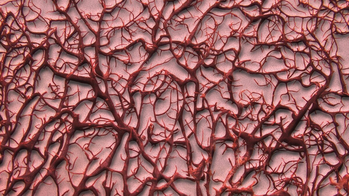 капилляры легких строение и функции. кровеносные сосуды. стенка капилляра образована:. капилляры в тканях это. капилляры строение и функции.