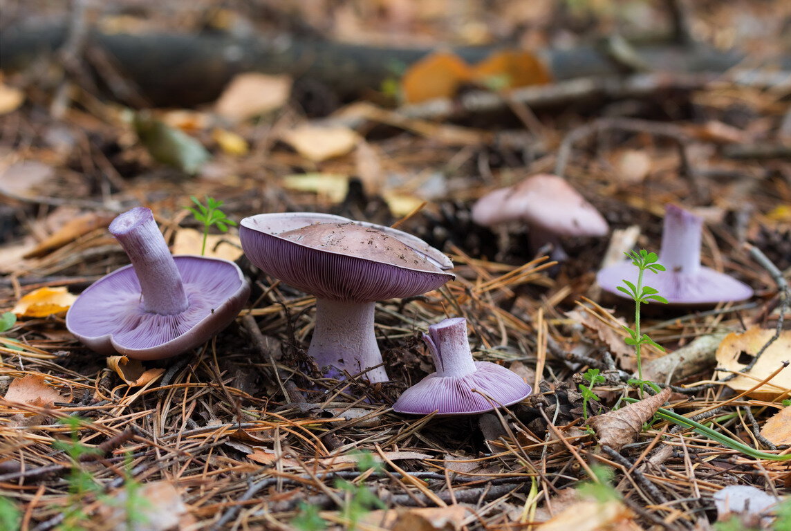 Фиолетовая рядовка (фото пользователя SVT из фотогалереи форума "Грибы Средней Полосы")
