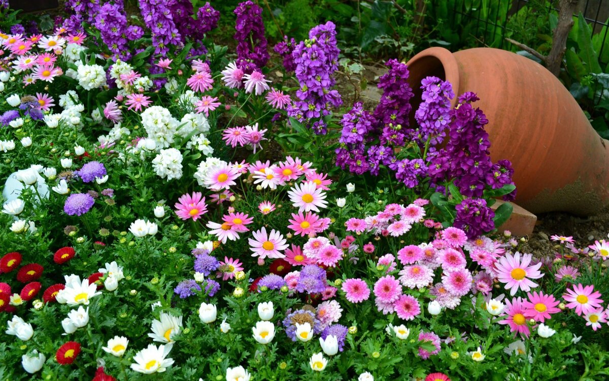25 многолетников цветущие всё лето. Жёлтые, синие, пурпурные цветы украсят ваш сад и дачу