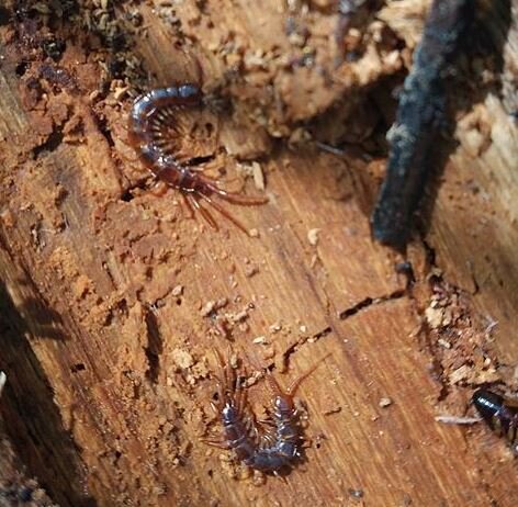 Костянка обыкновенная (Lithobius forficatus) 
