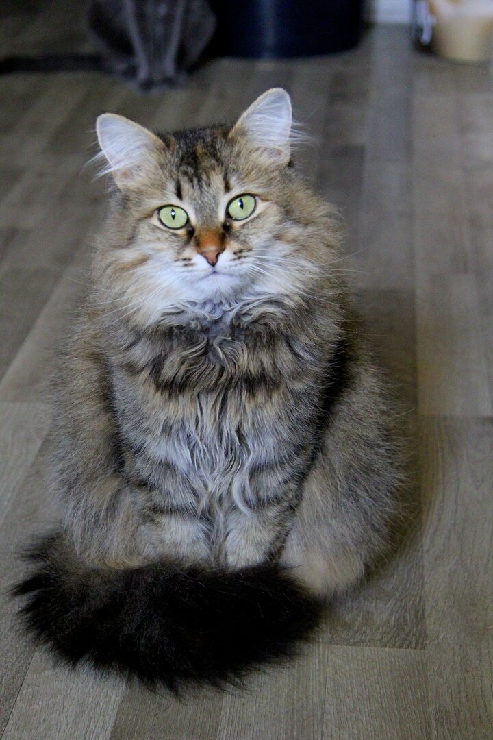 Кошка Пуффи из Банды Дворян