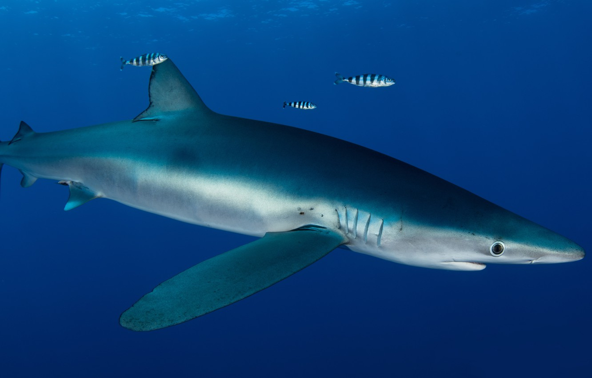 Синяя или голубая акула Мако