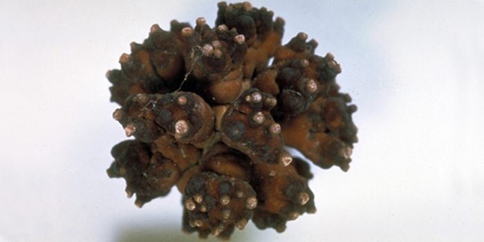 фосфаты в почках