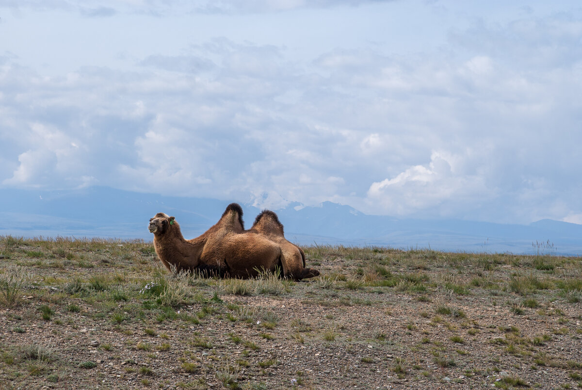 пустынный ландшафт монголии. степи и горы казахстана. кош-агач верблюды. степи южного казахстана. верблюды в горном алтае.