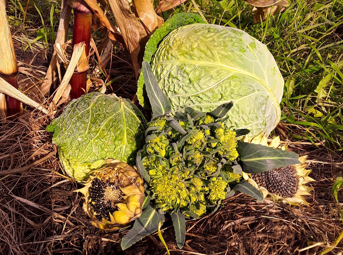 Лохматая, на фоне савойской