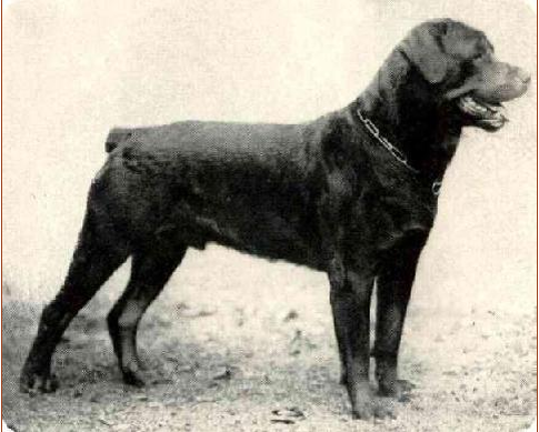 Ротвейлер, фотография 1921 года
