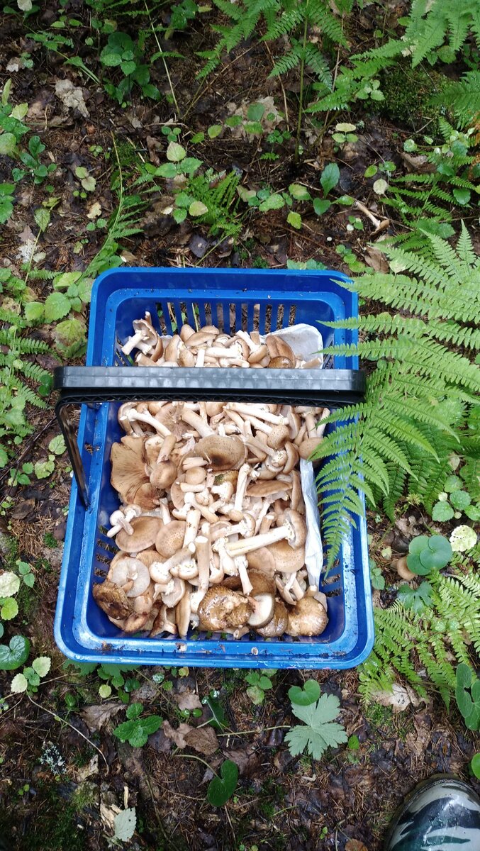 А вот что получилось насобирать!