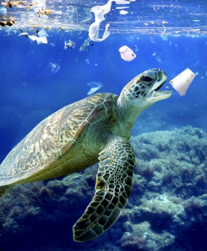 #Непластик: каждая выброшенная бутылка из пластика может убить животное | любая-мебель.рф