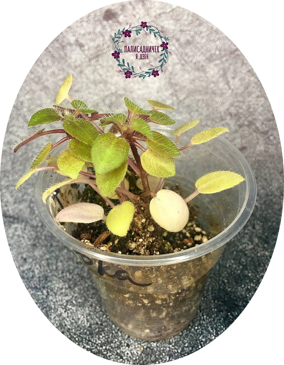 Солнце??? Не, не видели... 