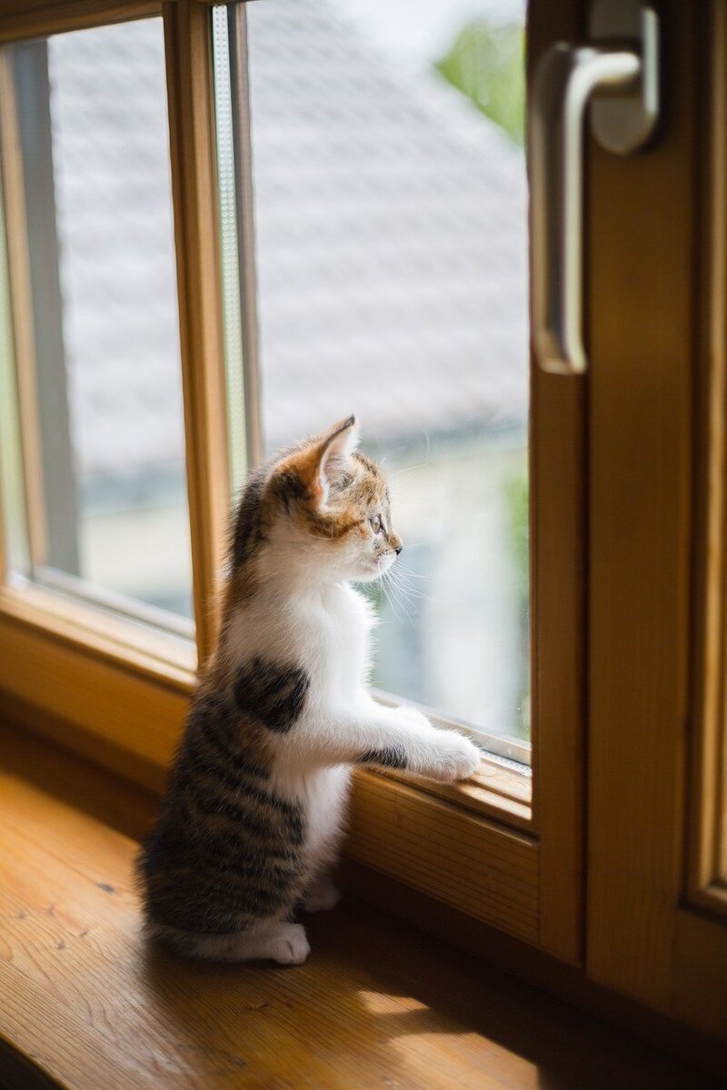 Котик на подоконнике. Кошка на подоконнике. Кошка на окне. Кот ждет. Скучающий у окна