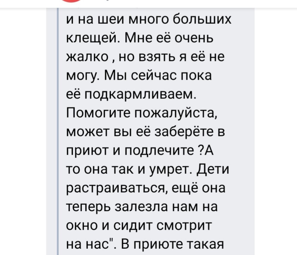 Сбитая кошка три дня смотрела в окно с надеждой на помощь, но хозяйка дома  отказывалась везти ее в клинику. | Приют Лохматый друг | Дзен