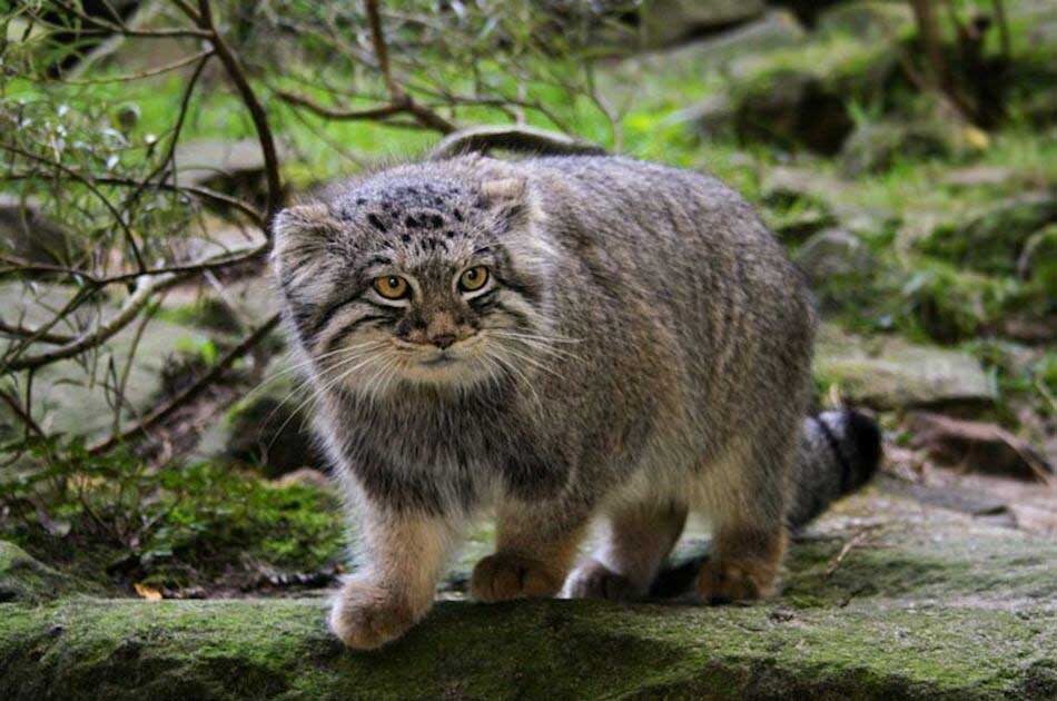 Манул мощь!