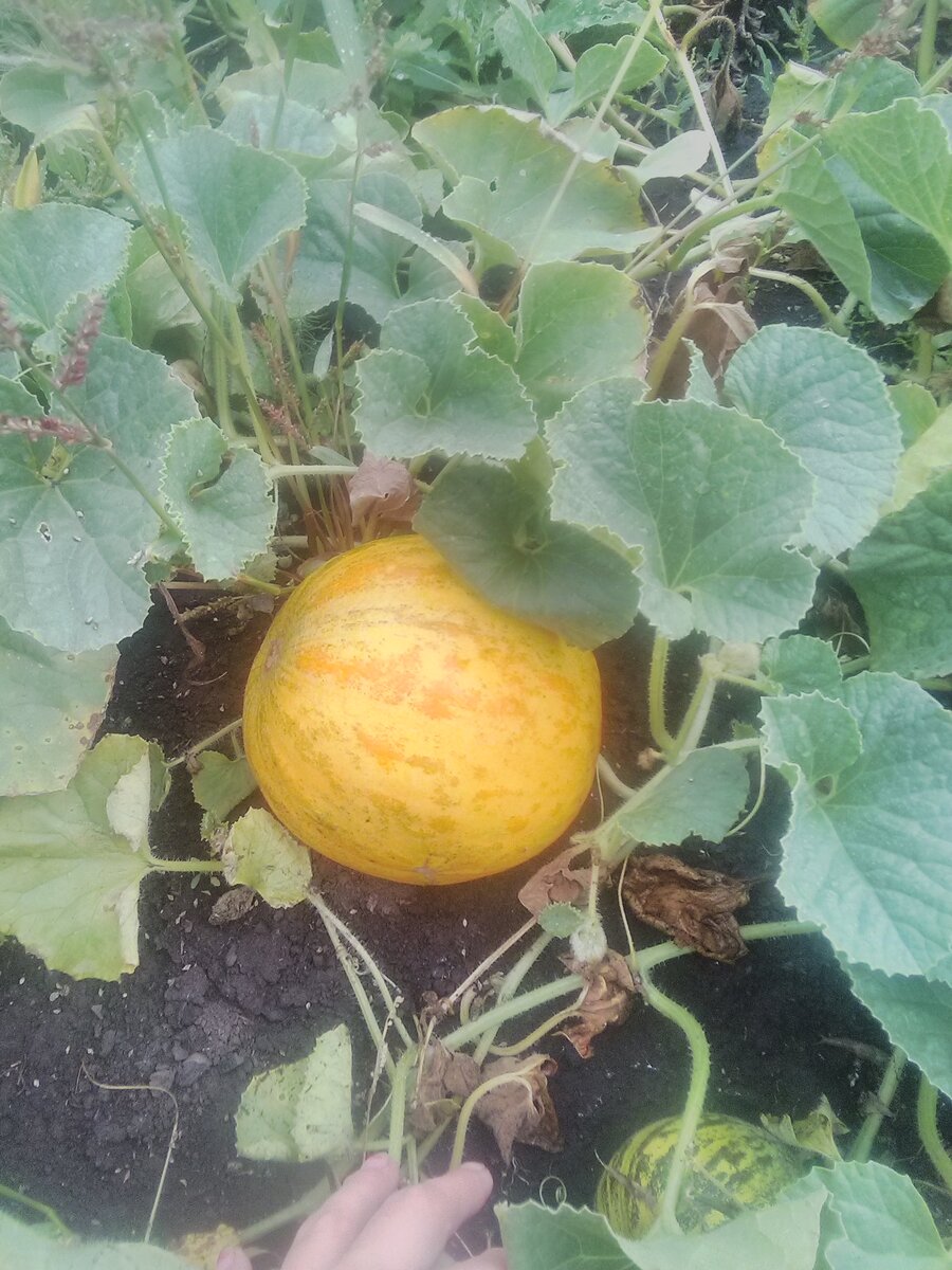 Дыня моего сына!😀