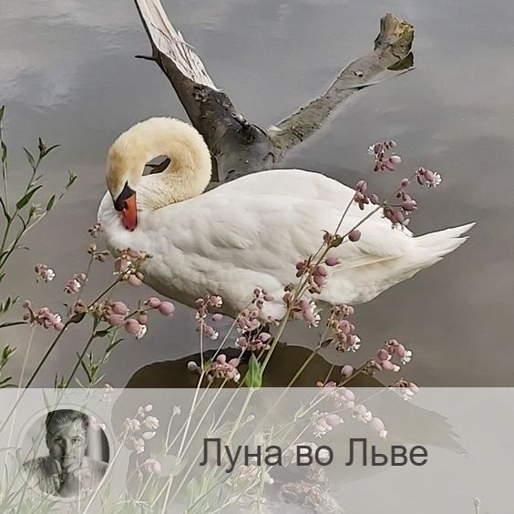 Подписывайтесь на наш канал, друзья!
Луна в знаке зодиака Лев с 03:24 11-ого по 07:56 13-ого. 👥 Когда Луна переходит в знак Льва, мы становимся радостными, нам хочется праздника и жить на полную катушку. Если к этому времени вы подошли с депрессией или плохим настроением, то сейчас Луна облегчает вам выход из этого состояния. Вы можете ощутить творческий и духовный подъём, настроение улучшится, появится радость. Чувство собственного достоинства расправляет плечи, появляется желание признания своих достоинств и получения похвалы. В это время мы сияем ярче, чувства обостряются, приходит вдохновение и желание поддерживать близких.
✅ В это время хорошо устраивать праздники и вечеринки, посещать культурные мероприятия, музеи, кино, дискотеки и т.п. Может появится желание поучаствовать в играх или розыгрышах, не противитесь ему, время отлично подходит для игры. Благоприятно общение с детьми и родственниками, проводить совместный досуг, отдыхать. В это время лучше отдаться спонтанному времяпрепровождению, чем запланированному.
❌ В этот период вас может потянуть на авантюры, поэтому лучше отложить дела, связанные с крупными денежными вложениями, недвижимостью, деловым сотрудничеством, ценными бумагами и денежными документами.
❤️ Это отличное время для ухаживаний и романа, смело завязывайте новые знакомства, они могут перерасти в продолжительные отношения. Любовь в этот период усиливается.
💊 В это время необходимо беречь сердце и избегать излишних волнений.

—————
Всегда правдивые отзывы 👉 numeromagic.ru/reviews