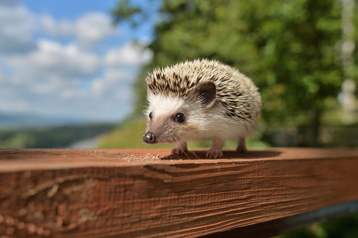 Автор фото: Alex Volzhskiy (license type: Royalty-free)