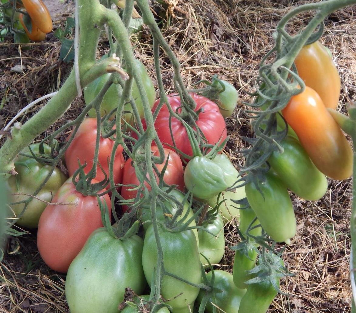 Слева минусинский сорт "Подсинское чудо", справа - немецкий сорт "Фляшен-томатен". Фото автора.