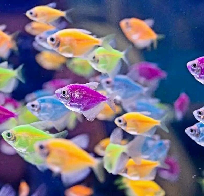 Тернеции.  Фото из интернета 