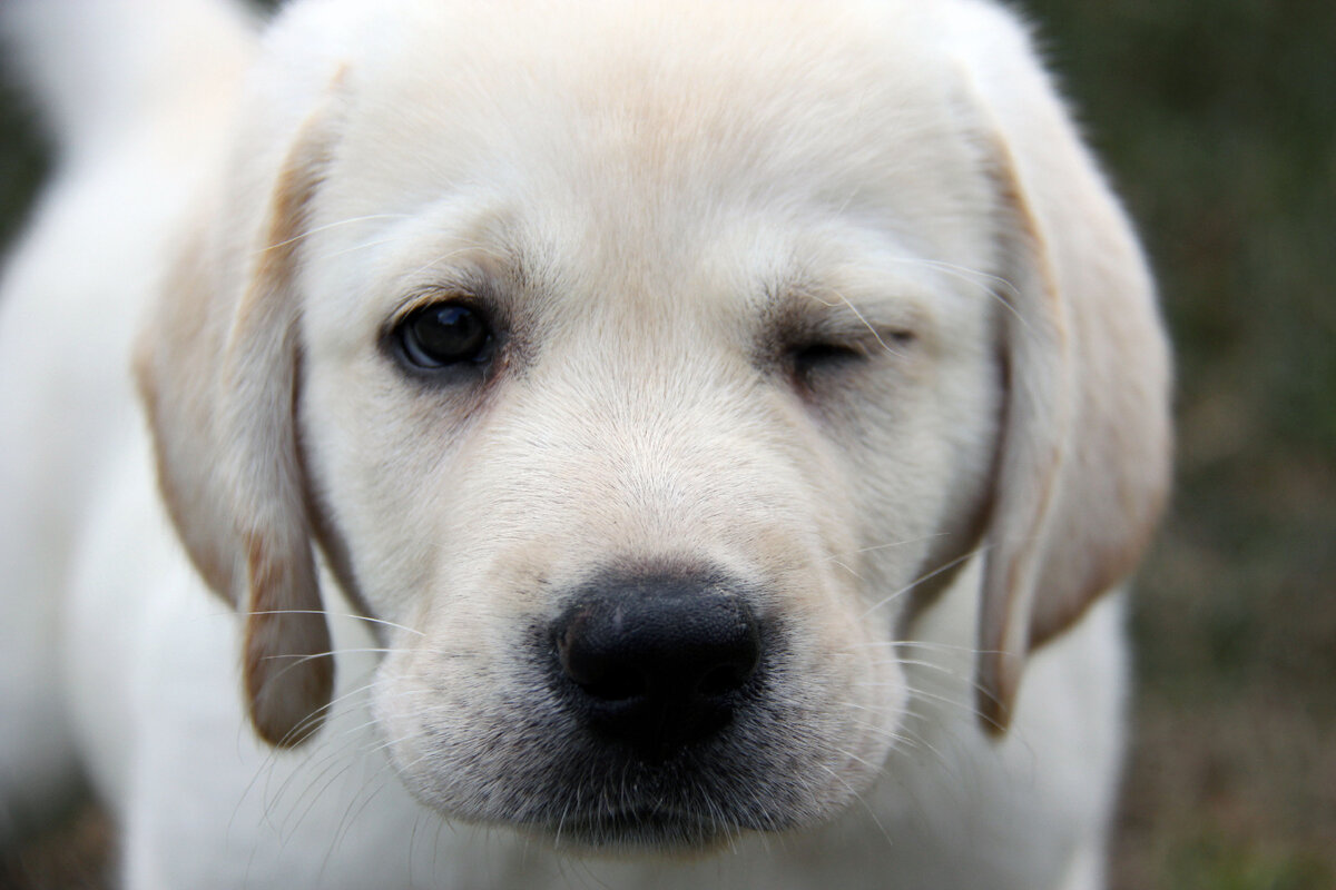 Щенок лабрадора питомника Arh Beauty (arhbeauty.com)