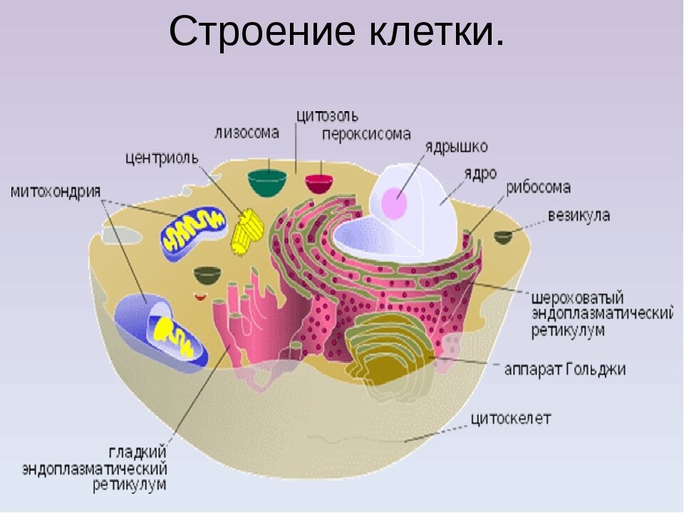 Химический состав клетки эукариот. Эндоплазматическая сеть — ; аппарат Гольджи — ; митохондрии —. Схема строения клетки организма человека. Клетка организма человека схема. Клетка биология строение.