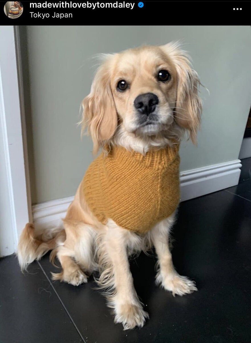 Создатель этой кофточки для собаки, точно великое зло, сбивающее всех вокруг с пути