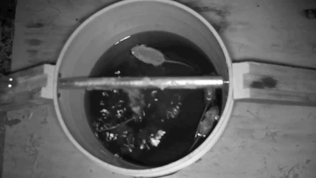 Ловушка для крыс из ведра. Ловушка для мышей из ведра с крышкой. Самодельная ловушка для мышей. Мышеловка ведро с водой. Мышеловка из ведра и вращающейся крышкой.
