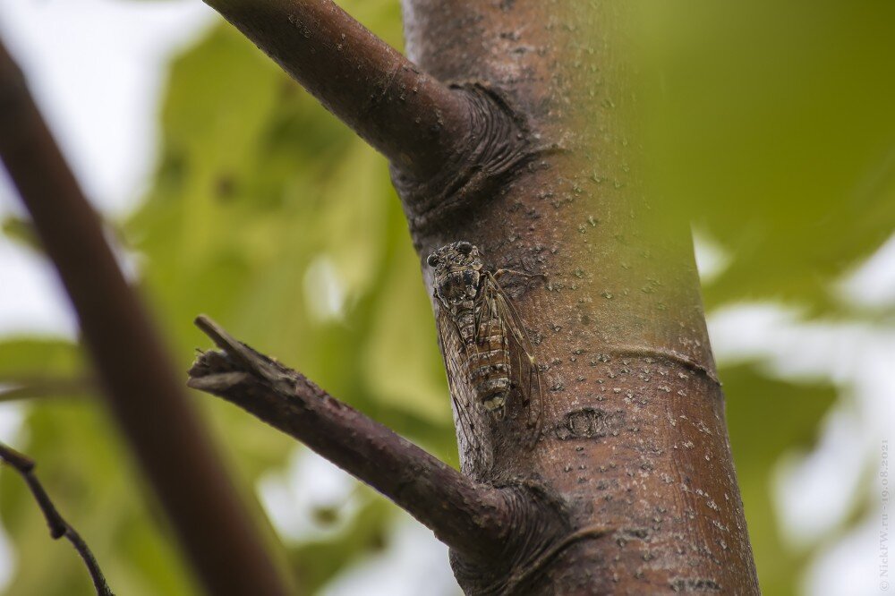 1. Цикада © NickFW.ru — 19.08.2021г.