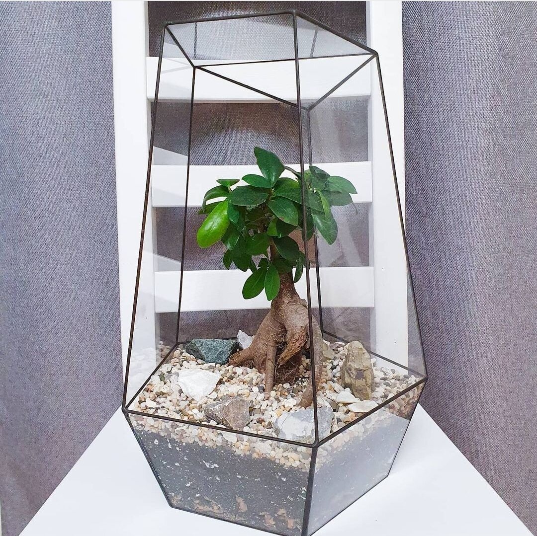 Примерно такой флорариум запал мне в душу. Может поэтому я теперь так люблю фикусы микрокарпа?