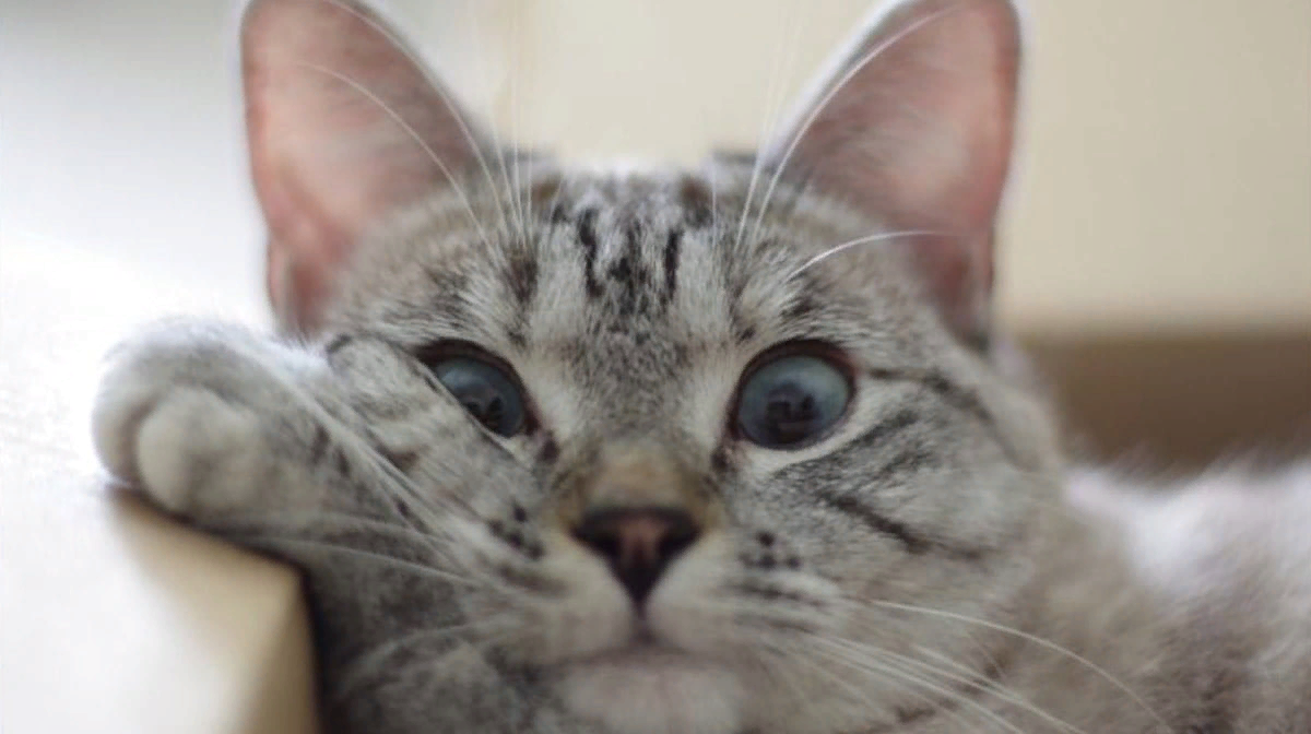 Кот ща. Котики смешные. Смешная морда кота. Эмоции кошек