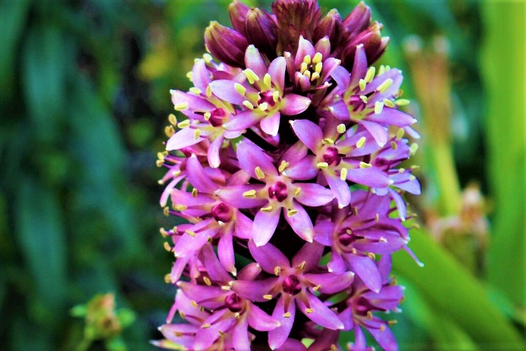  Листайте галерею. Соцветие ананасной лилии. Фото с сайта: https://clck.ru/ZNw5s.