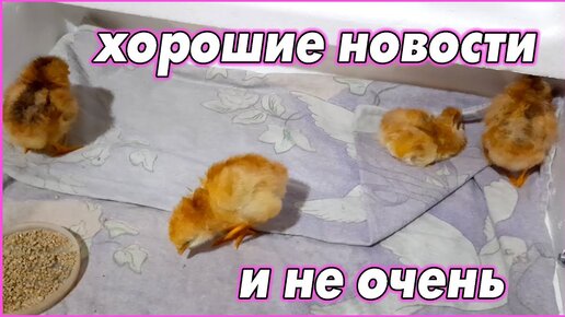 #33 Хорошие новости, и не очень...