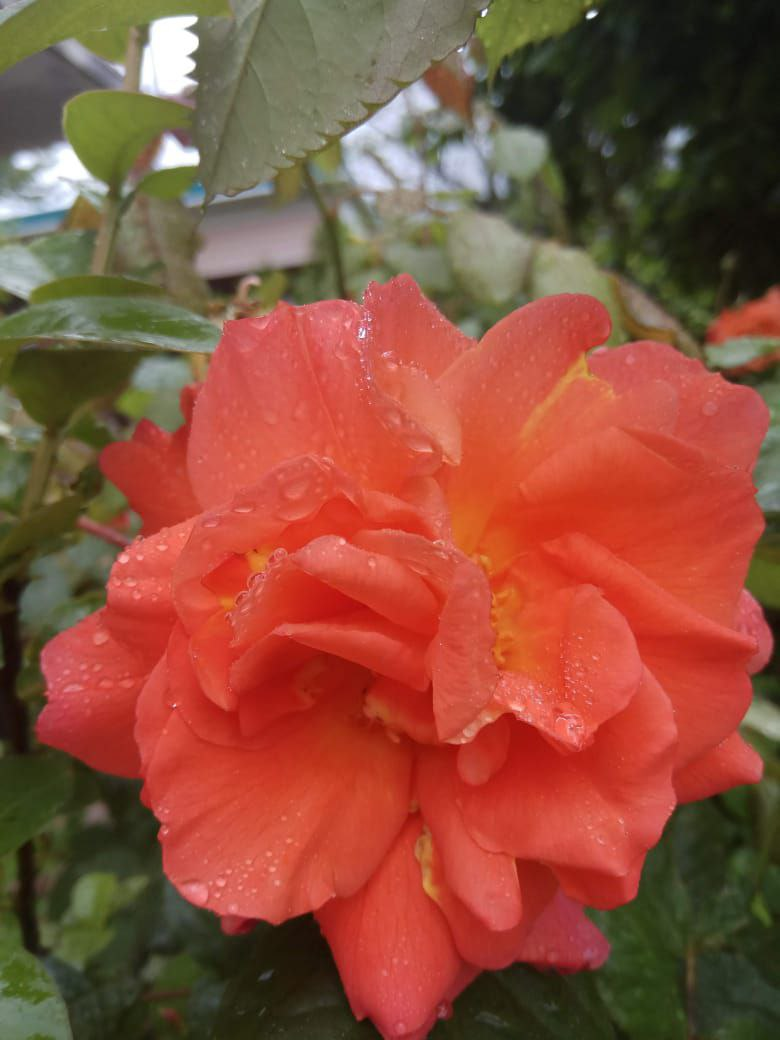 роза - фотография Татьяны Кузьминой