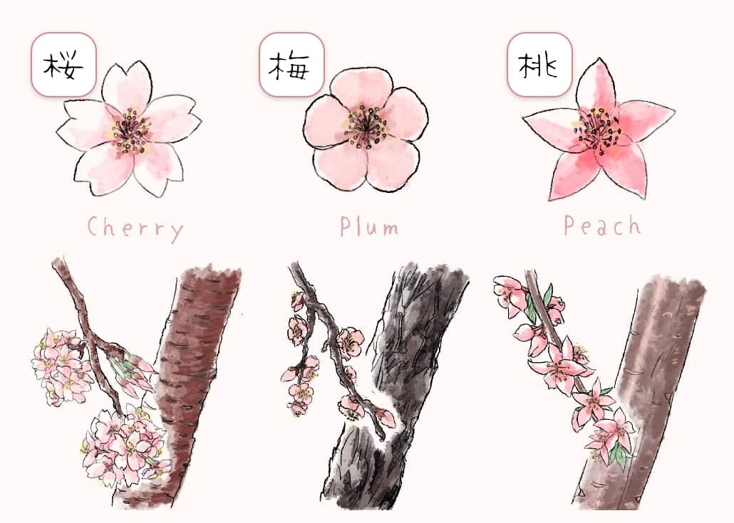 Как различить цветы сакуры, персика и сливы? (картинка из свободных источников) 