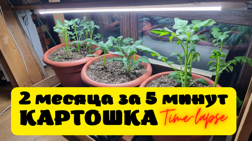 2 месяца всего за 5 минут! картошка в ведре дома, Таймлапс (Time-lapse)