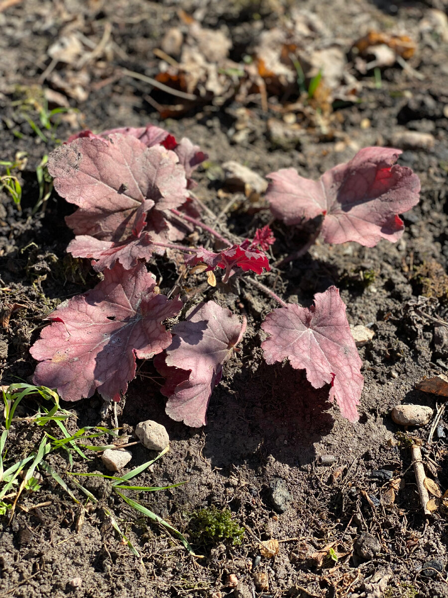 Гейхеру обязательно проливаем. У меня она вообще на достаточно высоком месте сидит. И давно требовала полива! 