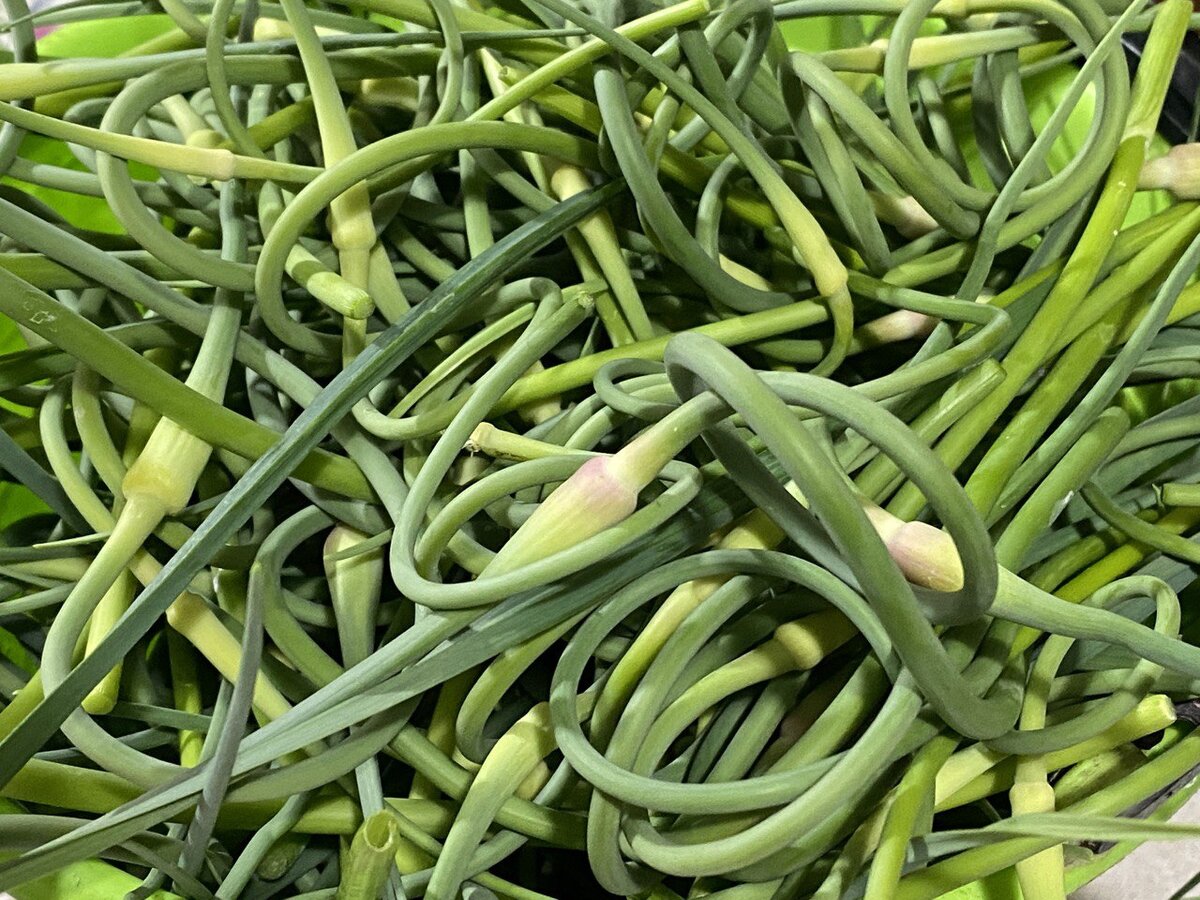 Стрелки чеснока