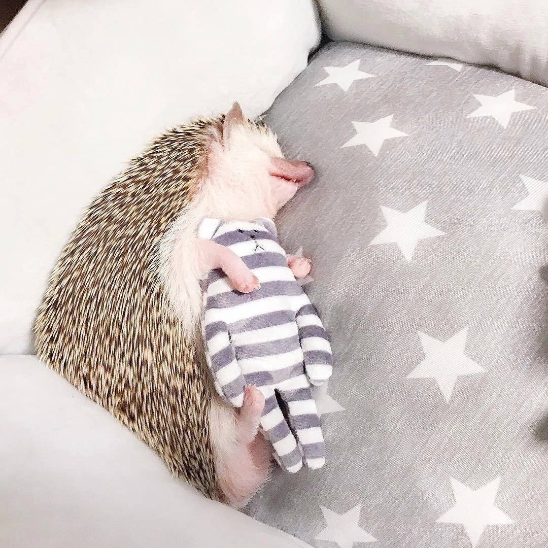 Муж спит, а я как этот кот лежу и в потолок смотрю...