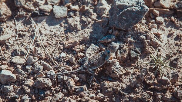   © Sputnik / Эмиль Садыров