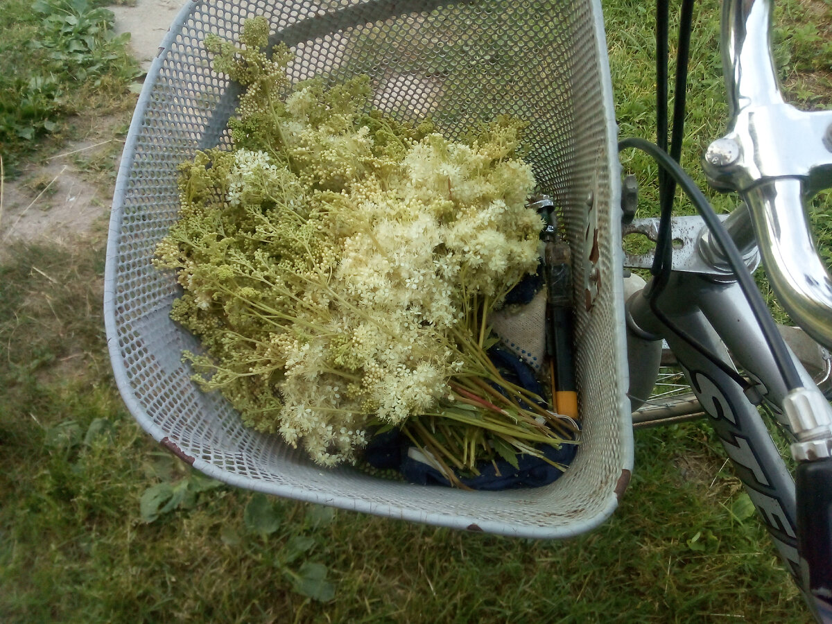 Душистые цветы таволги вязолистной с берега нашей Туросны. личное фото.