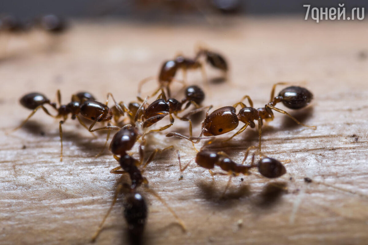    К чему снятся муравьи 123RF/legion-media.ru