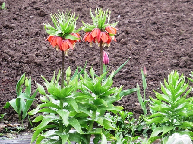 Чтобы увидеть цветение рябчика императорского, пришлось просушить луковицы и высадить их ранней осенью в грунт