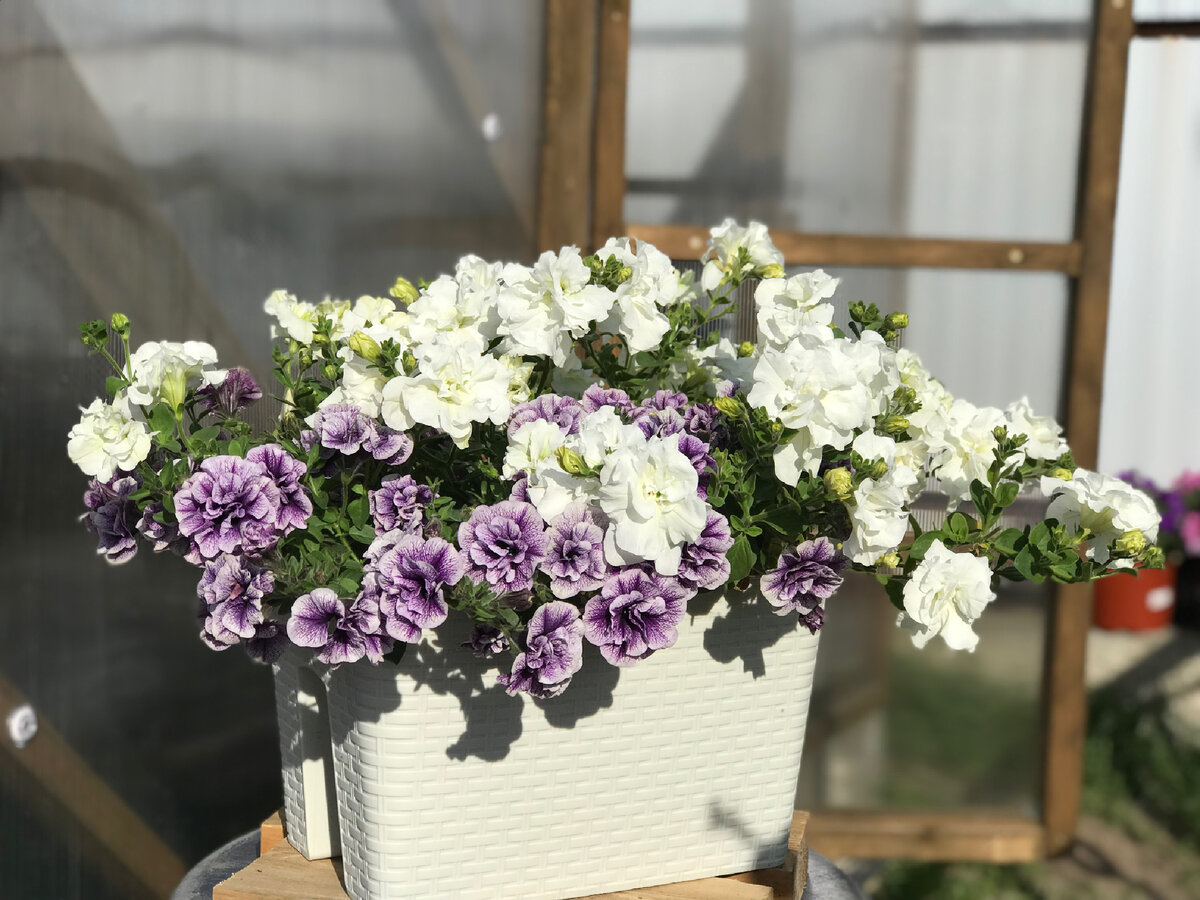 6 черенков в 12 литрах