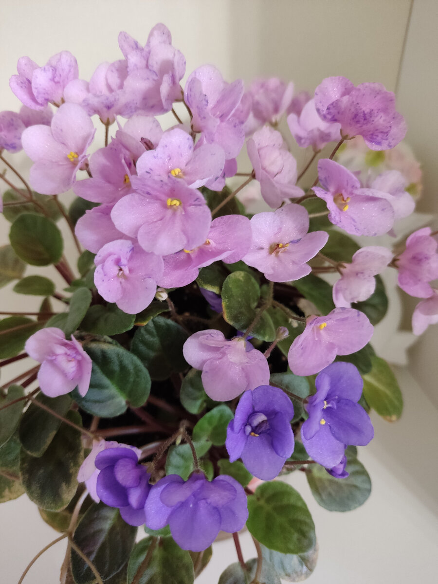 Ramblin' sweetheart (сорт и спорт в одном кашпо) 