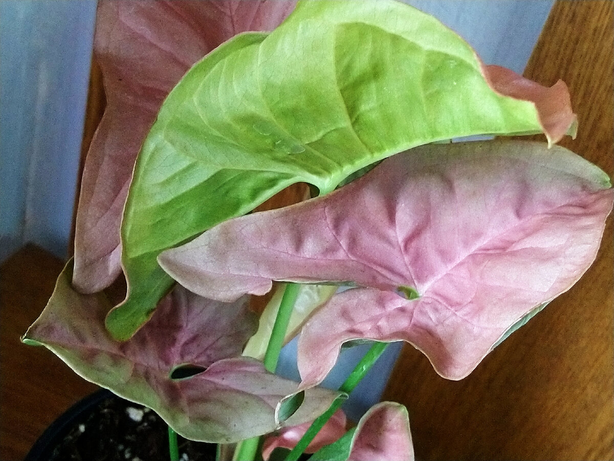 Сингониум Красное Сердце