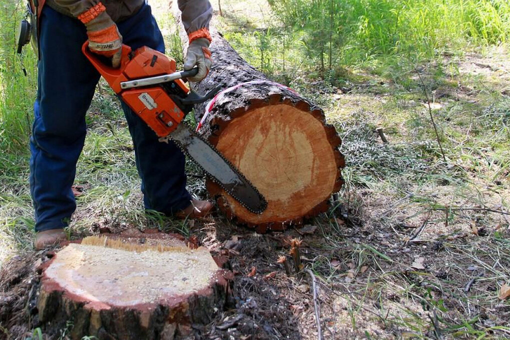В Тверской области снова поработали «черные лесорубы», заведено уголовное дело